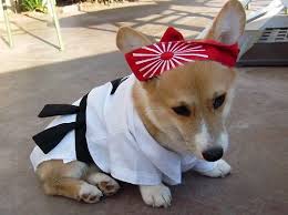 90 Corgis In Costumes Corgi Corgi Funny Corgi Dog