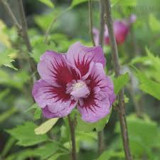 Image result for Hibiscus torrei