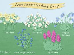 Zone 3 & 4 perennials. 11 Best Perennial Flowers For Early Spring