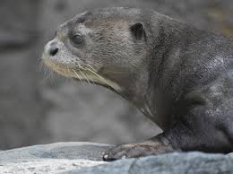 It turns out the thick, luscious fur that keeps them dry and warm has been a long coveted possession of humans. Giant Otter Status And Conservation In The Bolivian Amazon Fondation Ensemble