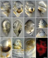 Image result for Pouchetia