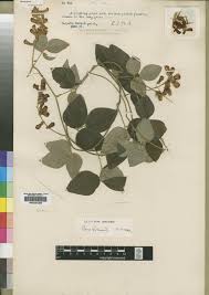 Image result for Rhynchosia caribaea