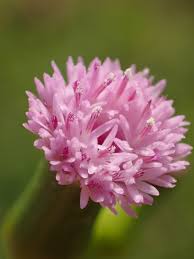 Image result for Emilia transvaalensis