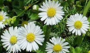 Daisy Medicinal Uses And Benefits Herbal Plants Bellis Perennis Medicinal Plants