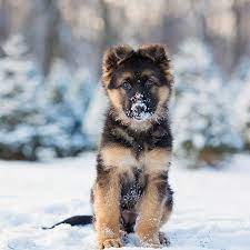 Warum finden wir hunde süss? Die Allersussesten Hundewelpen Zaubern Dir Ein Lacheln Ins Gesicht