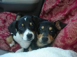 Our wildlife removal methodologies can be used not only as control treatment but also as preventive measures. Pet Rescue Tampa Fl Volunteering Animal Rescue Animal Control Rescue