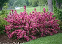 We researched the best fertilizers so you can pick the right one for your plants. Fertilizing Trees Shrubs Proven Winners