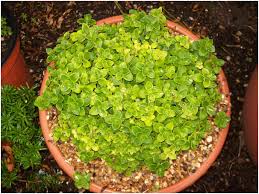 Image result for Sebaea