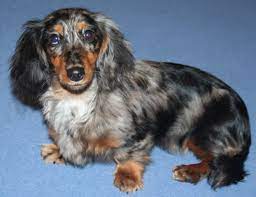 Akc, all shots and wormed, puppy pad training started. Silver Dapple Long Haired Dachshund For Sale Novocom Top