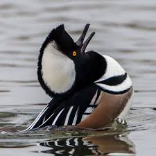 Birds That Lay Eggs On The Ground Ontario Hooded Merganser Beautiful Birds Animals Beautiful Pretty Birds