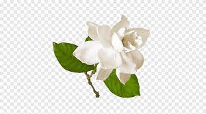 Cape Jasmine Gardenia Thunbergia Gardenia Cornuta Flower Flor Blue White Png Pngegg