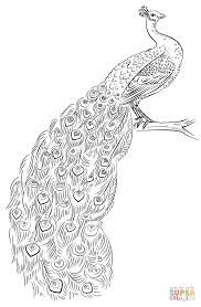 Peacock Coloring Page Free Printable Coloring Pages Peacock Coloring Pages Peacock Drawing Peacock Art