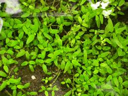 Image result for Elatine