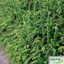 Image result for Berberis verruculosa
