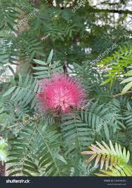 Image result for Calliandra tweedii