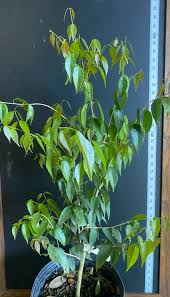 Image result for Plinia