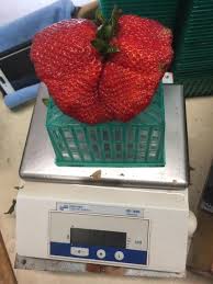 Check spelling or type a new query. Big Bigger And Biggest Early Season Strawberries Strawberries And Caneberries Anr Blogs