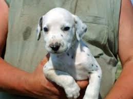 High to low nearest first. Dalmatian Puppies In Texas