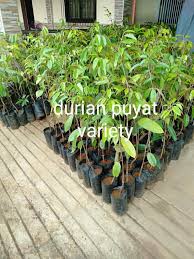 This very informative blog is written by jay cotterman of tropical fruit hunters. Grafted Durian For Sale Mlm Plant Nursery Facebook