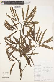 Image result for Brachystegia glaucescens