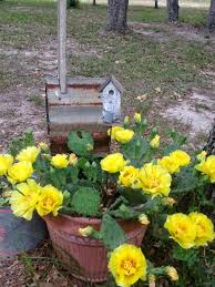 1355 x 960 jpeg 117 кб. Every Little Birdie The Yellow Rose Of Texas