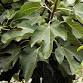 Herbal Allies: Fig Syrup Making