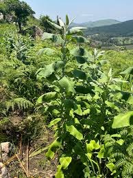 Image result for Pegolettia senegalensis