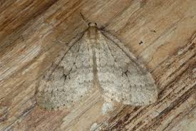 Image result for Operophtera fagata