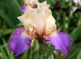 TbSostenique < TbPthruT < Iris Wiki