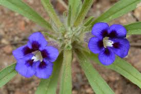 Image result for Aptosimum marlothii