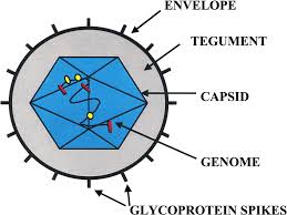 A mother infected with a herpes virus can transmit the virus to her baby during birth if the virus is active at that time. Structure Of The Hsv 1 Virion The Hsv 1 Virion Has A Diameter Of 120 Download Scientific Diagram