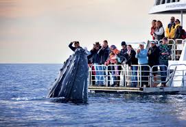 The Greatest Once In A Lifetime Adventures Part 2 Whale Watching Boat Whale Watching Hervey Bay