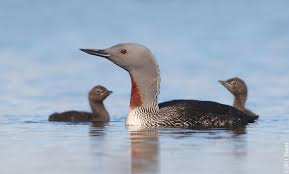 Red Throated Diver Chicks Sea Birds Bird Photo Shorebirds