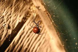 For male widow spiders, mating is an infamously dangerous activity. Spiders Are Among Most Effective Predators Of Plant Pests