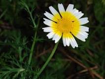 Glebionis coronaria Profile – California Invasive Plant Council