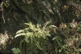 Image result for Asplenium trichomanes