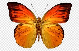 Check spelling or type a new query. Red Yellow And Black Butterfly Illustration Png Pngegg