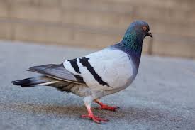 Standard Pigeon Standing Side View Pigeon Animals Side View