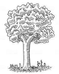 Hand Drawn Vector Drawing Of A Deciduous Tree Black And White Sketch Tree Drawing Drawings Black And White Sketches