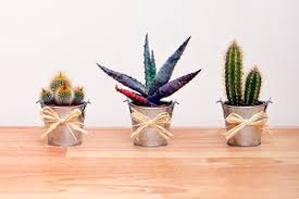 Is The Cactus Really Bad Feng Shui Or Simply Misunderstood
