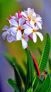 pinterest beautiful flowers plumeria flowers amazing flowers