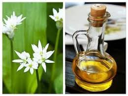 Uleiul De Leurdﾄ Are O Valoare Terapeuticﾄ Deosebitﾄ Reﾈ嫺ta Dr Biolog Virgina Ciocan Remedii Naturiste Sănătate Remedii Naturale