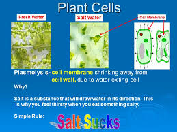 We did not find results for: Selectively Permeable Membrane Like A Strainer Contains Different Size Openings Called Pores Only Materials Smaller Than Openings Pass Through Ppt Download