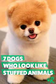 Pin On The Dog People