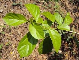 Image result for Premna serratifolia