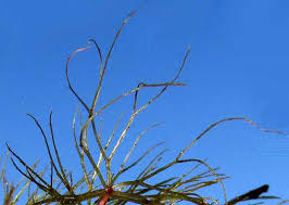 Image result for Ceratophyllum submersum