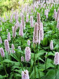 Persicaria Bistorta Superba Bog Garden Cool Plants Plants