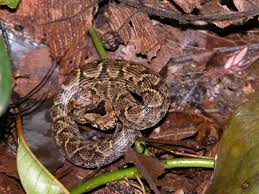 Image result for Tricalysia acocantheroides