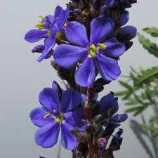 Image result for Aristea angolensis