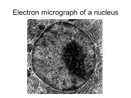 Maybe you would like to learn more about one of these? Cell Structure Revision Animalplant Animal Cell Ppt Download